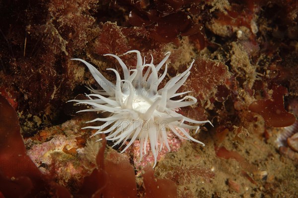 Sea anemone