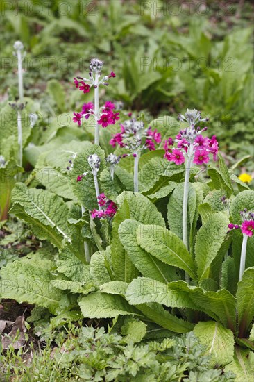 Flowering candelabra primula