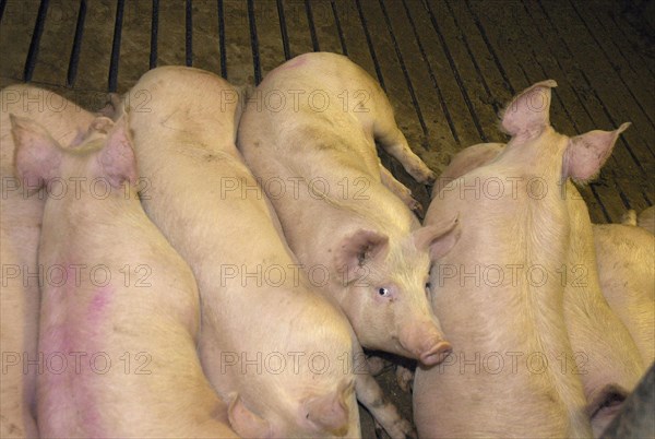 Domestic Pig
