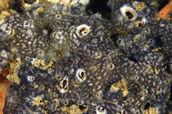 Sea squirt