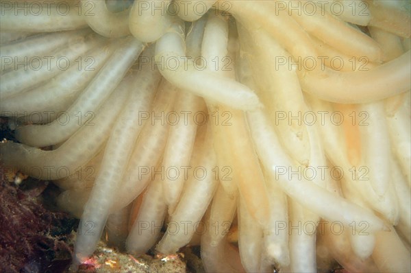 Squid