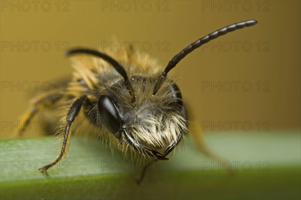Mining Bee