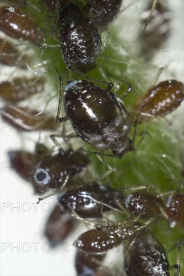 Campion aphids