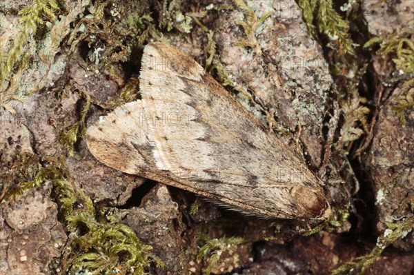 March moth