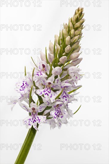 Common common spotted orchid