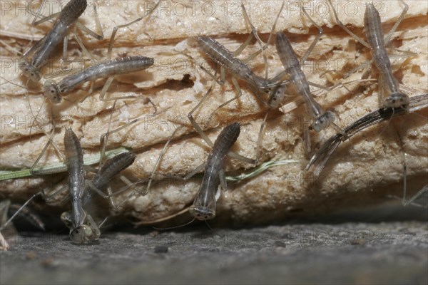 Praying mantis