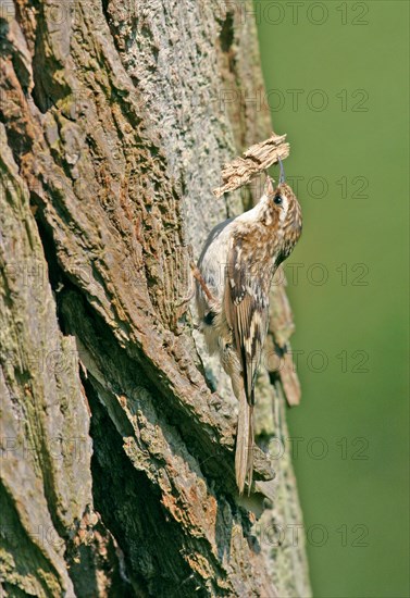 Eurasian treecreeper