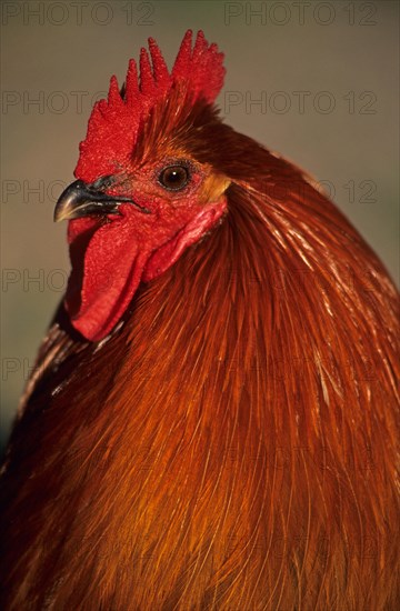 Domestic fowl