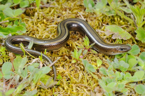 Three-toed skink