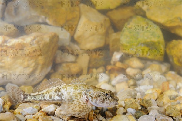 Bullhead