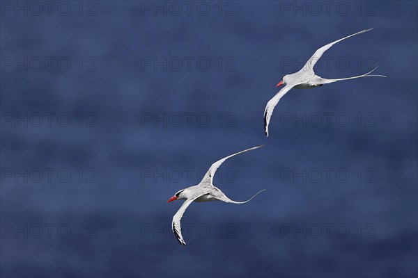 Red-billed Tropicbird