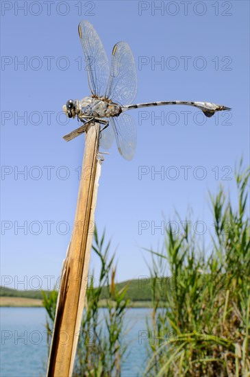 Sea dragon