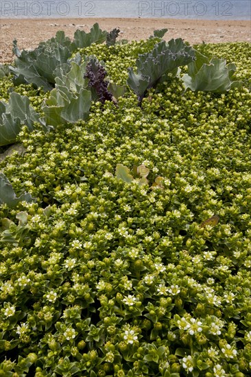 Sea Sandwort