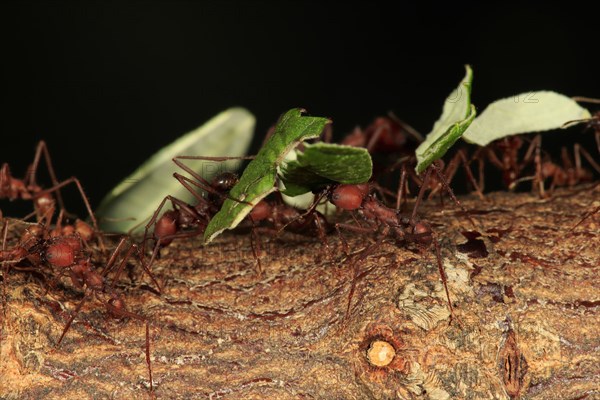Leafcutter ant
