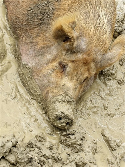 Domestic pig