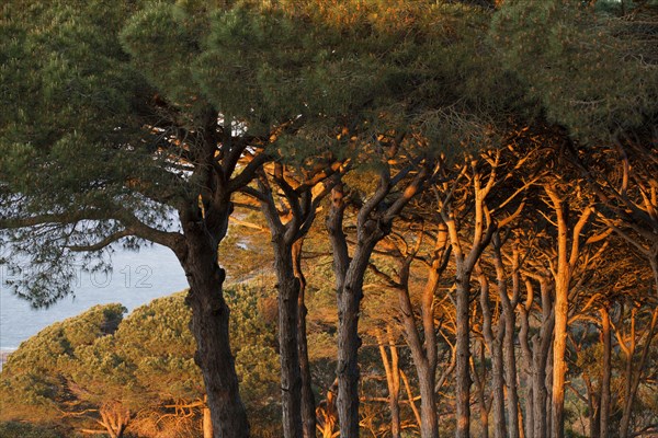 Mediterranean coastal pine