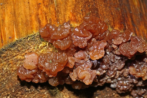 Candy Brown Druesling