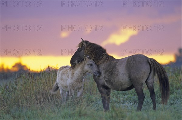 Konik Horse