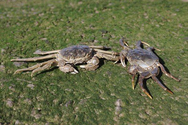 Chinese Mitten Crab