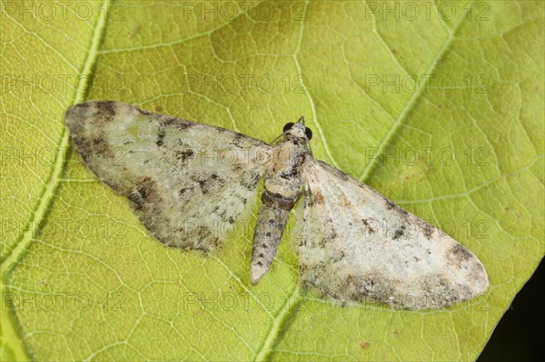 Light owlet moth