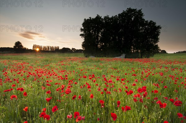 Flower mass of poppy flowers