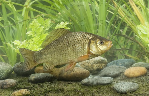 Crucian Carp