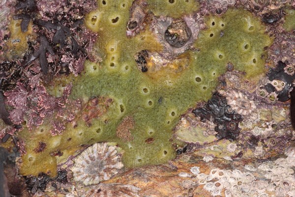 Breadcrumb Sponge