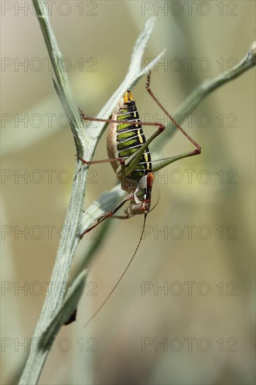 Saddle-backed Bush-cricket