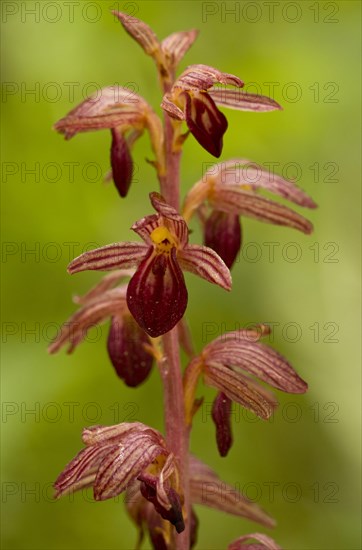 Striped Coralroot