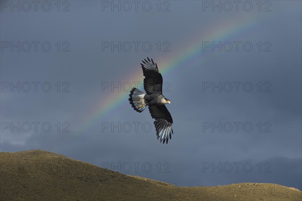 Southern southern crested caracara