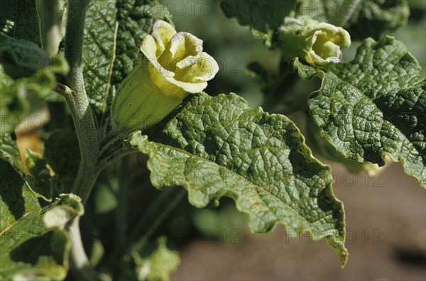 Pale Yellow Belladonna