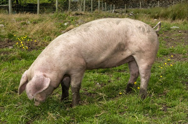 Domestic pig