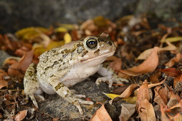 Ranger toad