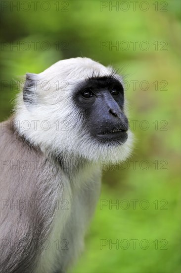 Northern plains gray langur