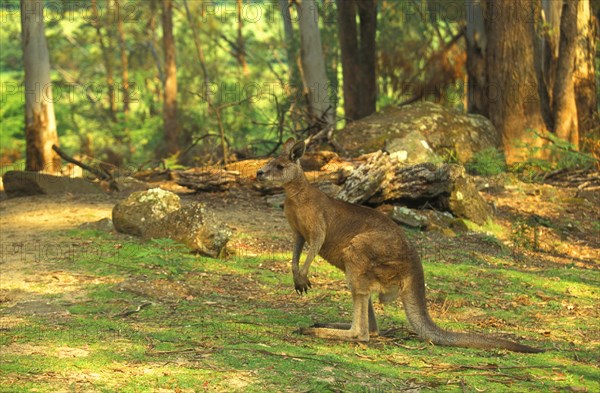 Eastern Grey Kangaroo
