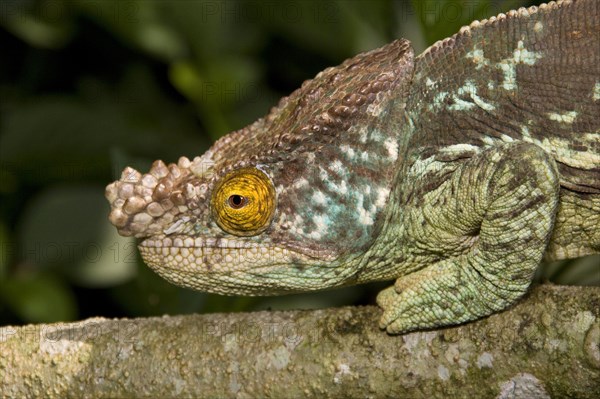 Chamaleo parsonii