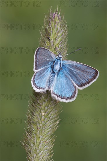 Eros Blue
