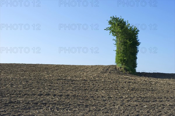 Cultivated field and hedgerow