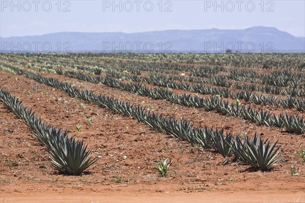 Sisal