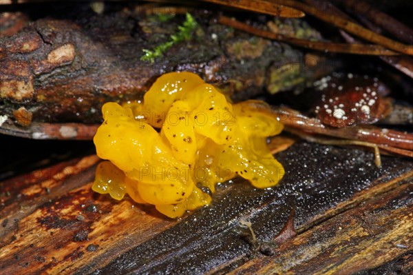 Golden-yellow Needlewood Trembler
