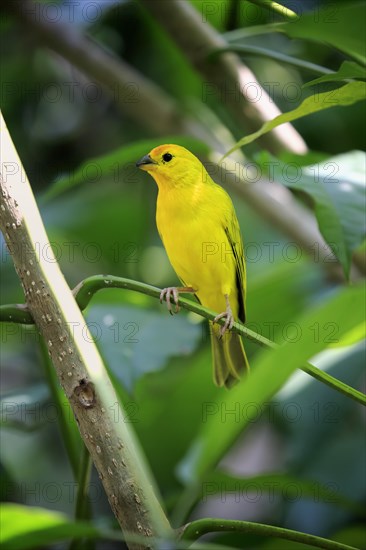 Saffron Finch