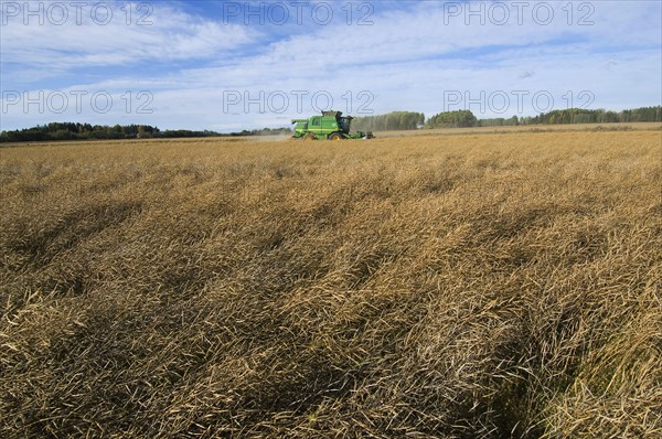 Oilseed rape