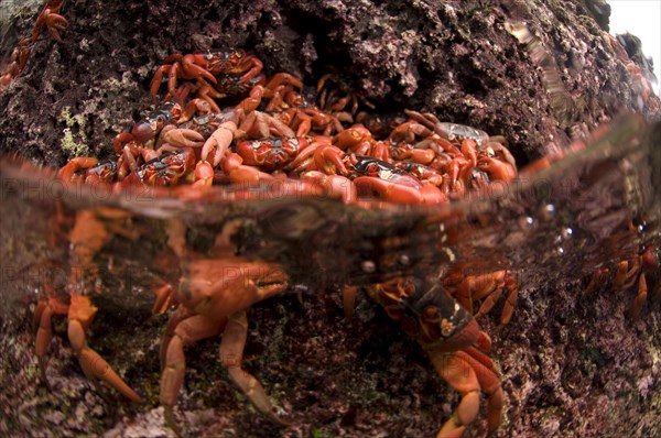 Christmas island red crab