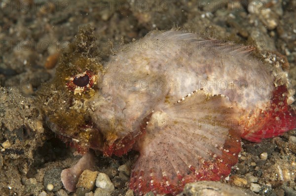 Glistening Eye Dragonfish