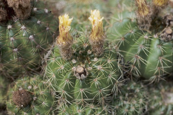 Indian parodia linkii