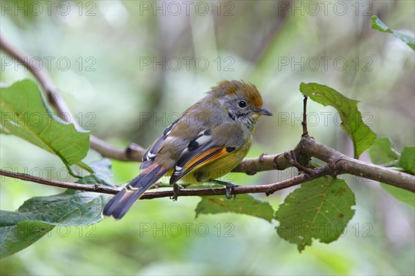 Chestnut-tailed Minla