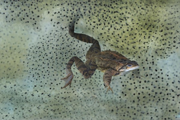 Common common frog