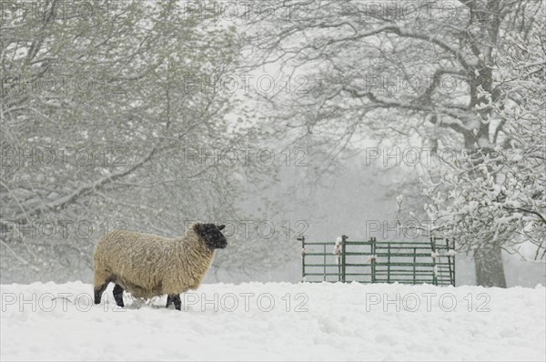 Domestic sheep