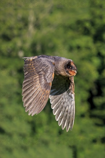 Sao Tome Barn Owl