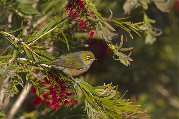 Silvereye